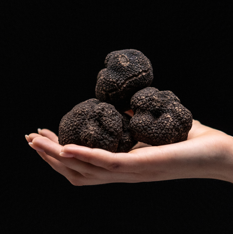 Italian Black Truffle Uncinatum Or “Winter Scorzone”