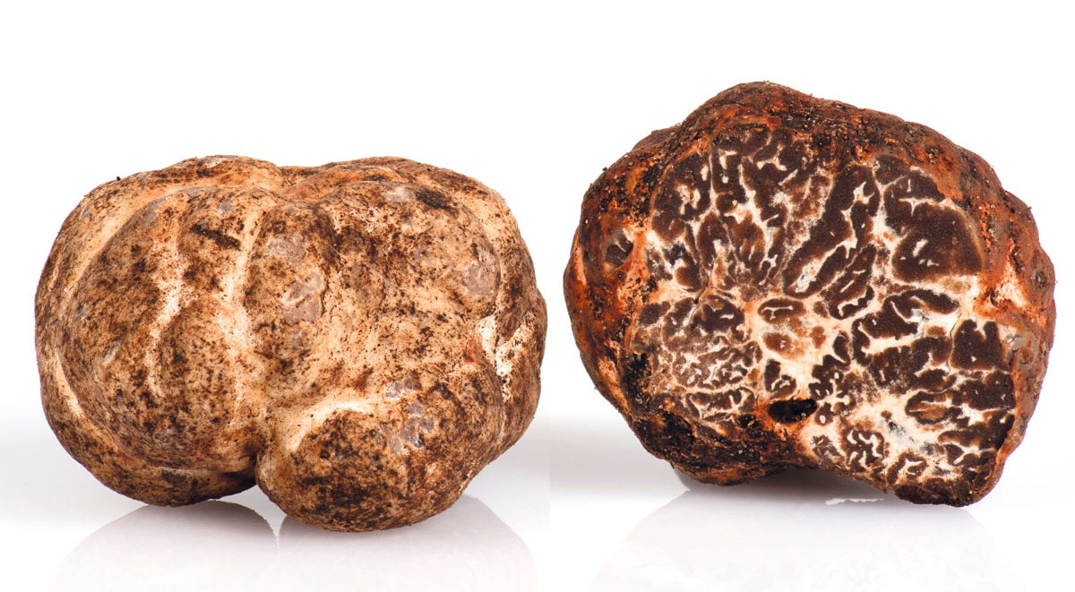 FRESH BIANCHETTO TRUFFLE Tuber Borchii Vittadini best known as “Marzuolo” *SOLD OUT NOT IN SEASON NOW*