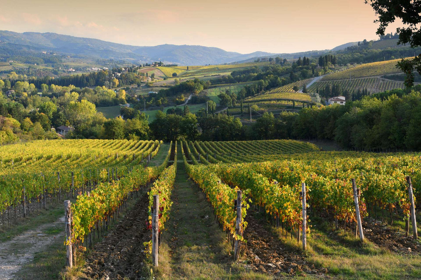 Terre dell’ Artista Chianti DOCG Riserva 2021 Vinci Tuscany 750ml Sangiovese, Colorino, Canaiolo, Black Malvasia of Chianti, Azienda Agricola Il Piastrinoa Agricola Il Piastrino