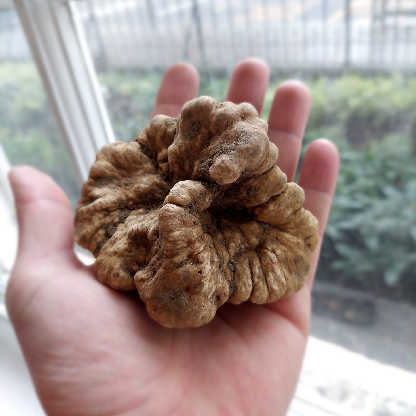 Italian Fresh White Truffle "Tuber Magnatum Pico"
