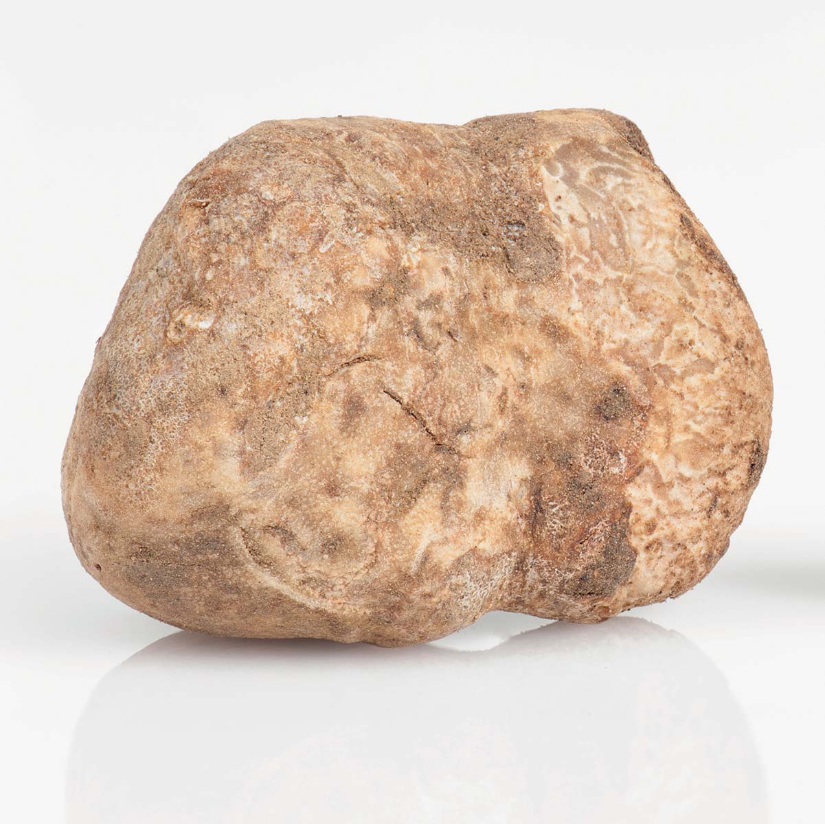 Italian Fresh White Truffle "Tuber Magnatum Pico"