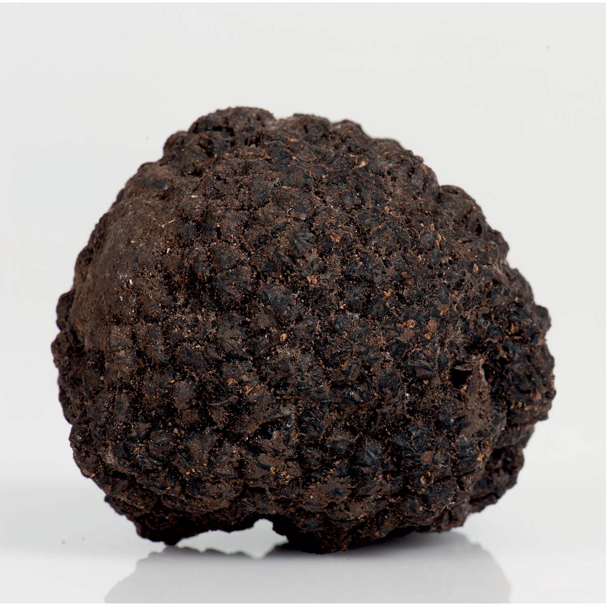 FRESH SUMMER BLACK TRUFFLE Tuber Aestivum Vittadini; best known as “Summer Scorzone” *SOLD OUT NOT IN SEASON NOW*