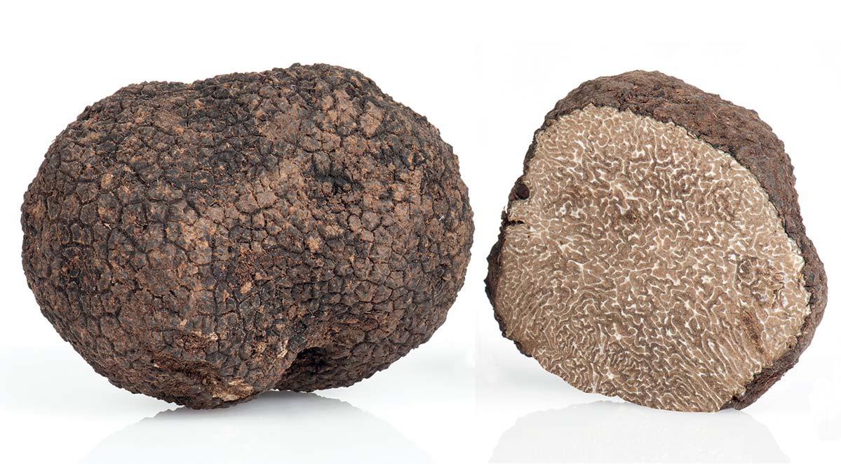 Italian Black Truffle Uncinatum Or “Winter Scorzone”
