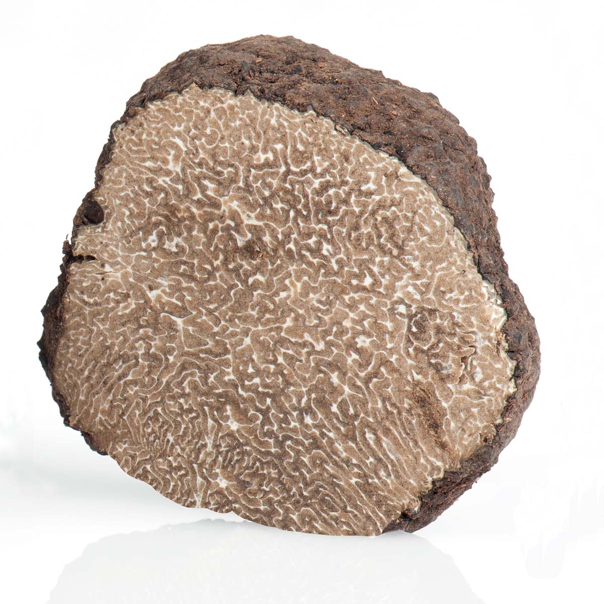 Italian Black Truffle Uncinatum Or “Winter Scorzone”