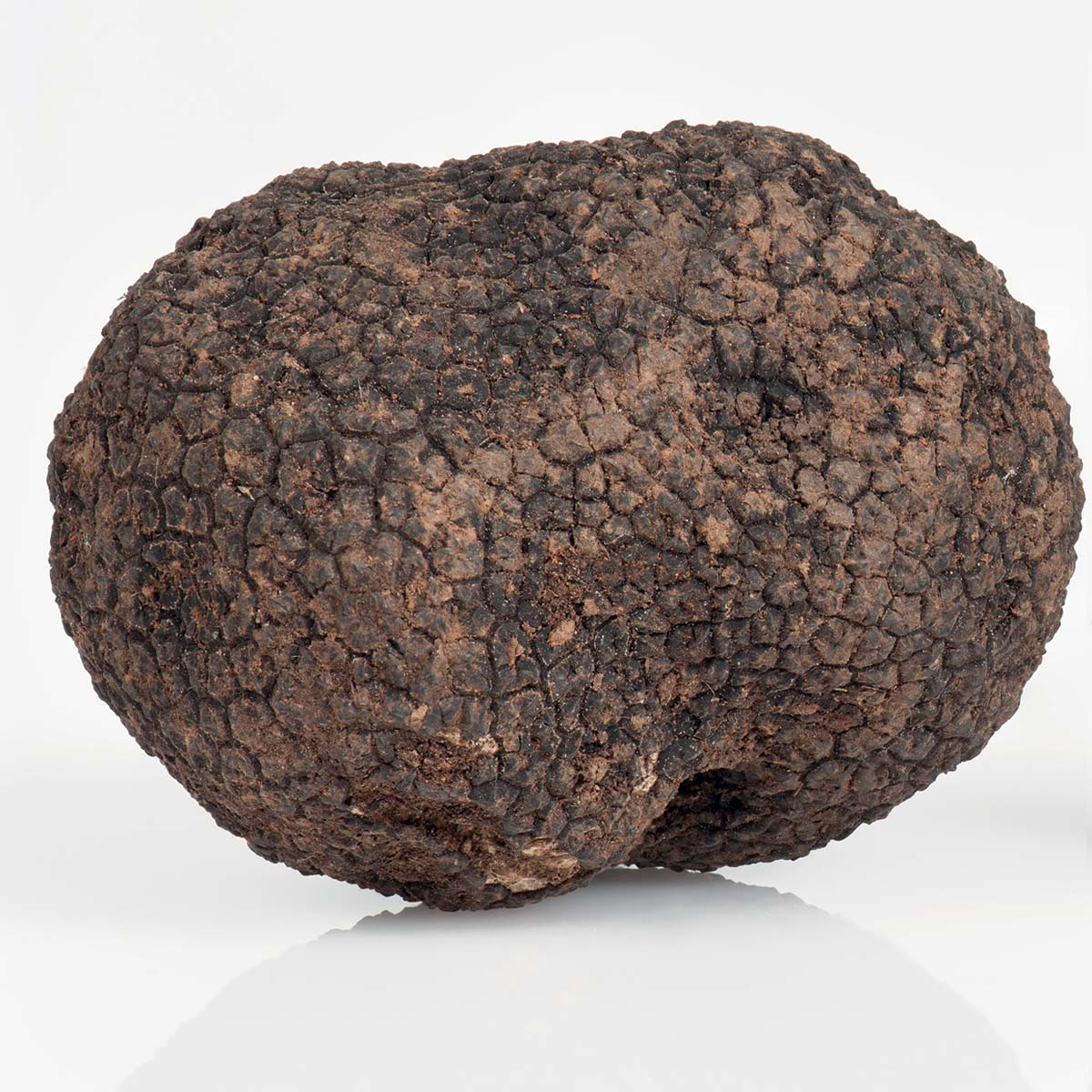 Italian Black Truffle Uncinatum Or “Winter Scorzone”