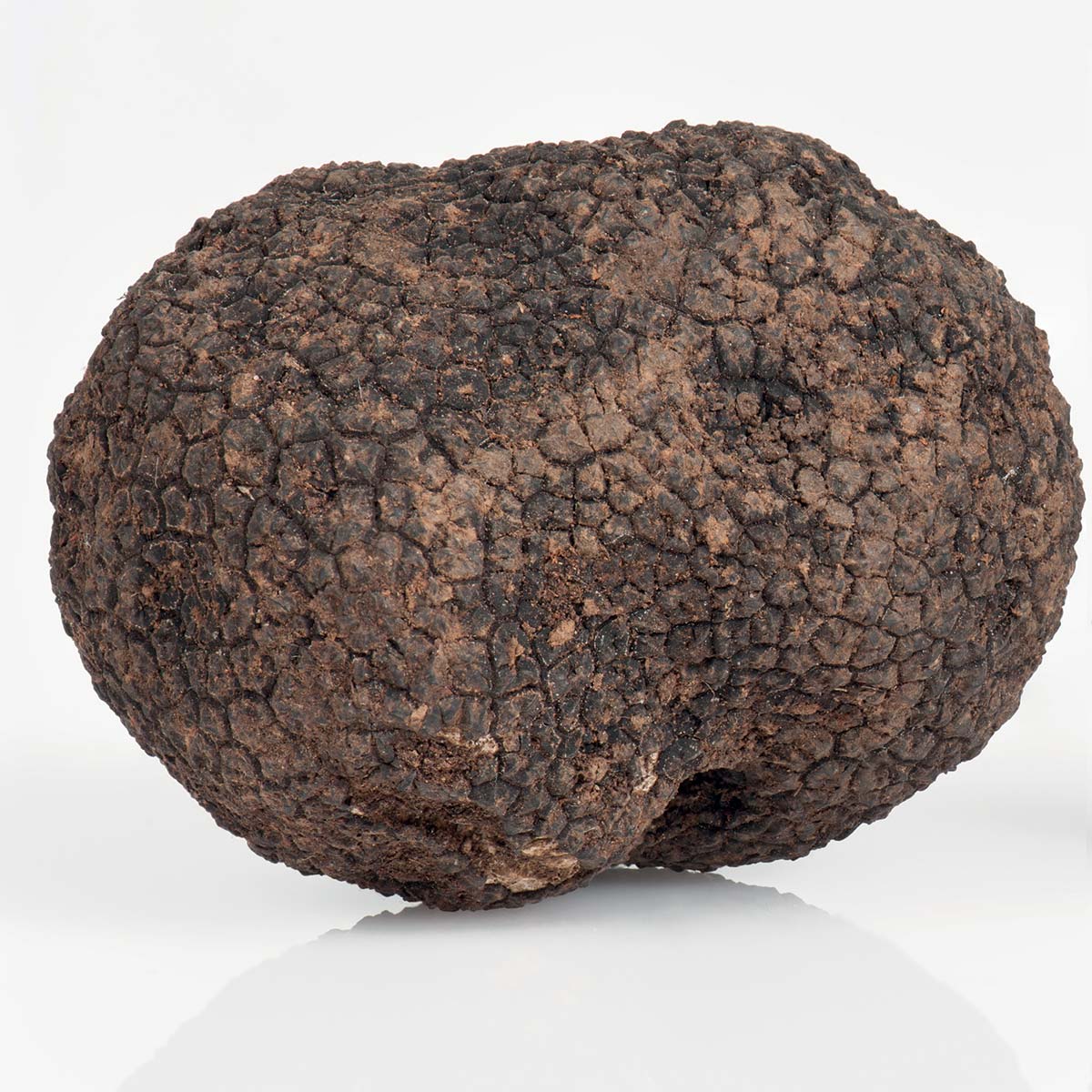 Uncinatum Black Truffle Or “Winter Scorzone”