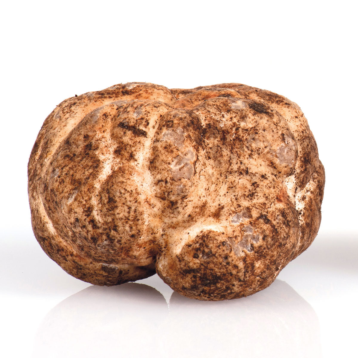 FRESH BIANCHETTO TRUFFLE Tuber Borchii Vittadini best known as “Marzuolo” *SOLD OUT NOT IN SEASON NOW*