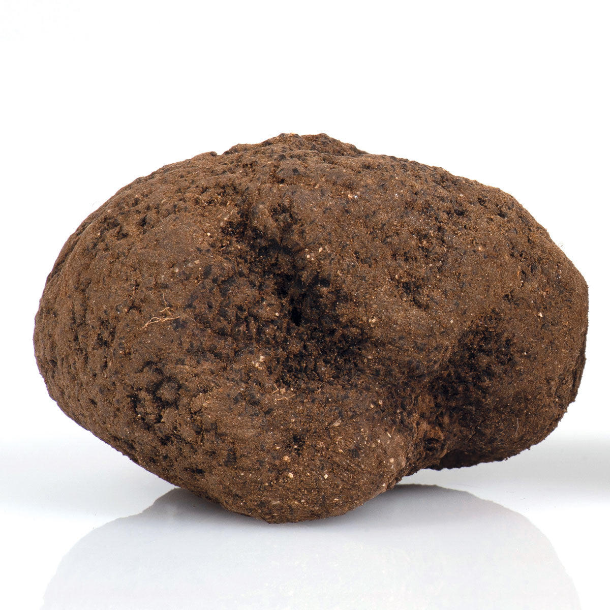 SUPERIOR BLACK TRUFFLE Tuber Melanosporum Vittadini "black perigord" *SOLD OUT NOT IN SEASON NOW*