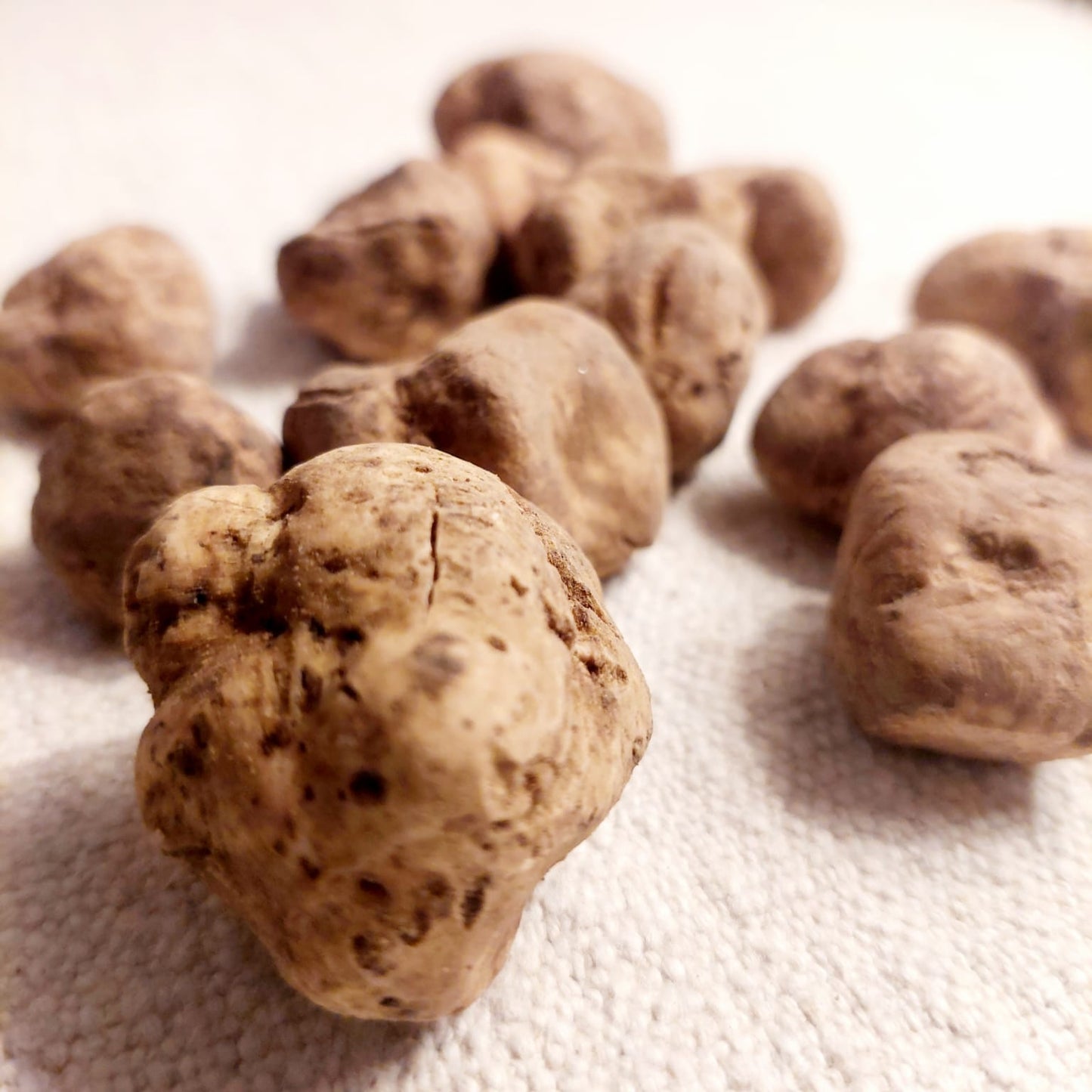 Italian Fresh White Truffle "Tuber Magnatum Pico"