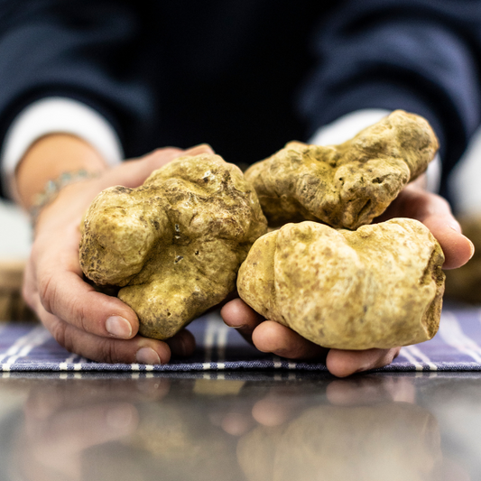 Italian Fresh White Truffle "Tuber Magnatum Pico"