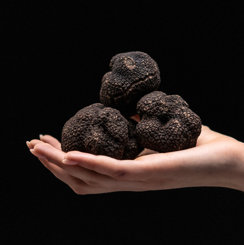 Italian Black Truffle Uncinatum Or “Winter Scorzone” *SOLD OUT NOT IN SEASON NOW*