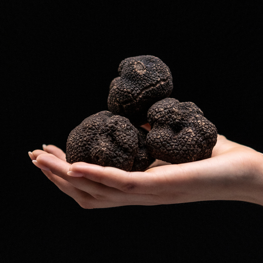 Italian Black Truffle Uncinatum Or “Winter Scorzone”